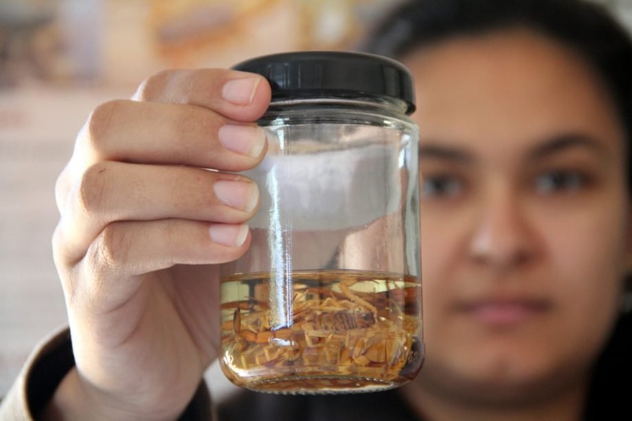 Descarte inadequado de alimentos impulsiona o aumento de escorpiões nas áreas residenciais