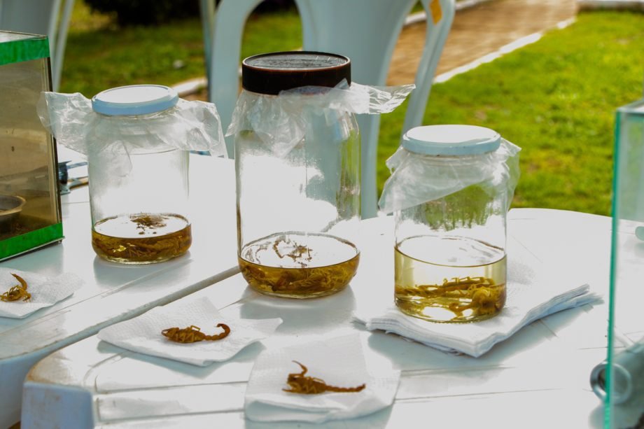 SMS realiza Blitz Educativa sobre prevenção e cuidados com escorpiões em Três Lagoas