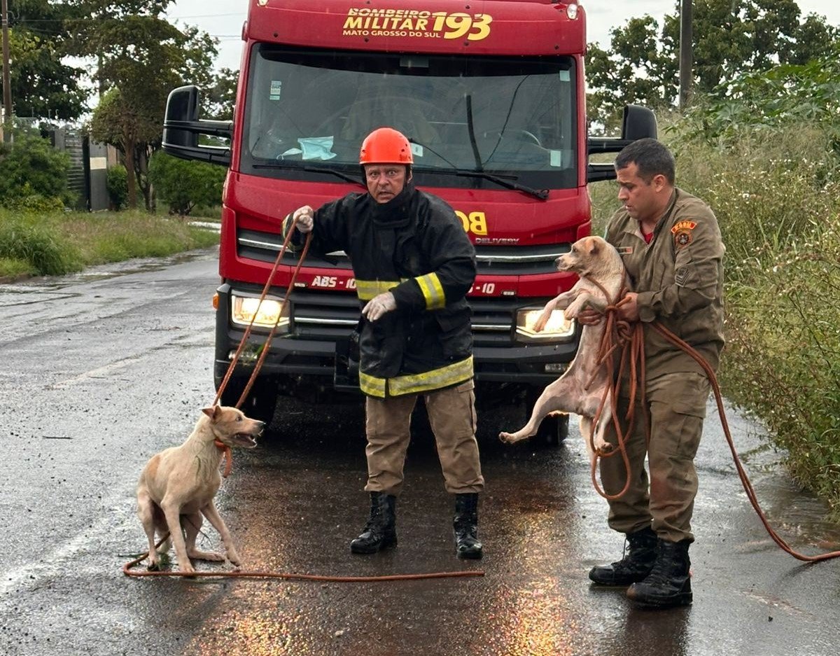 Bombeiros resgatam cães presos em poço de 5 metros em Três Lagoas