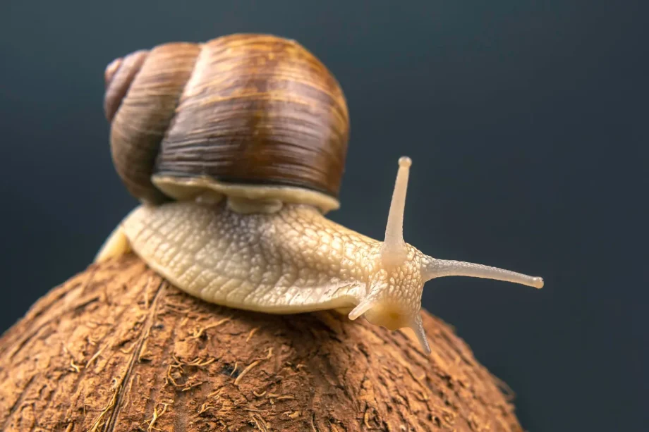 Prefeitura de Três Lagoas oferece orientações sobre o controle do caramujo africano