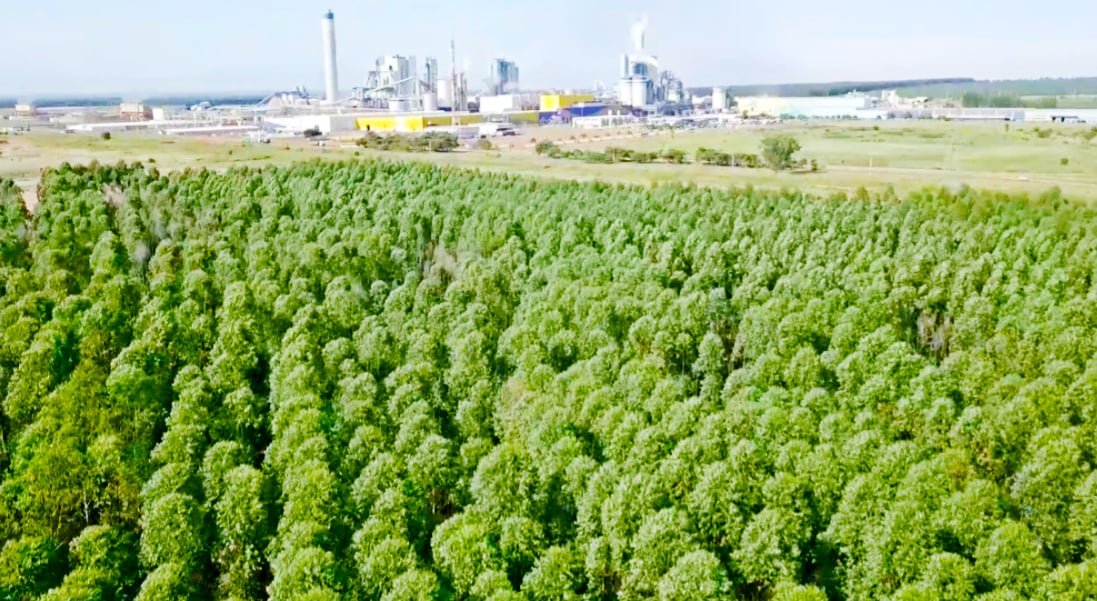 Expansão do Eucalipto Impulsiona MS como Referência Mundial em Celulose