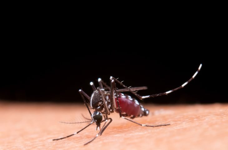 Chikungunya em MS: Casos aumentam e já causam mortes no estado