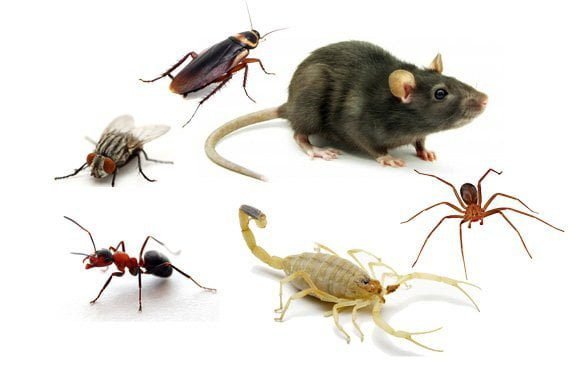 CCZ explica o que são animais sinantrópicos e orienta sobre cuidados preventivos