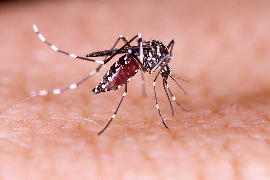 Casos de chikungunya em Três Lagoas somam 13 em 2026, mas seguem abaixo de 2025