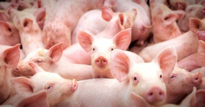 Setor da suinocultura avança com crédito, biossegurança e fortalecimento do associativismo em Mato Grosso do Sul