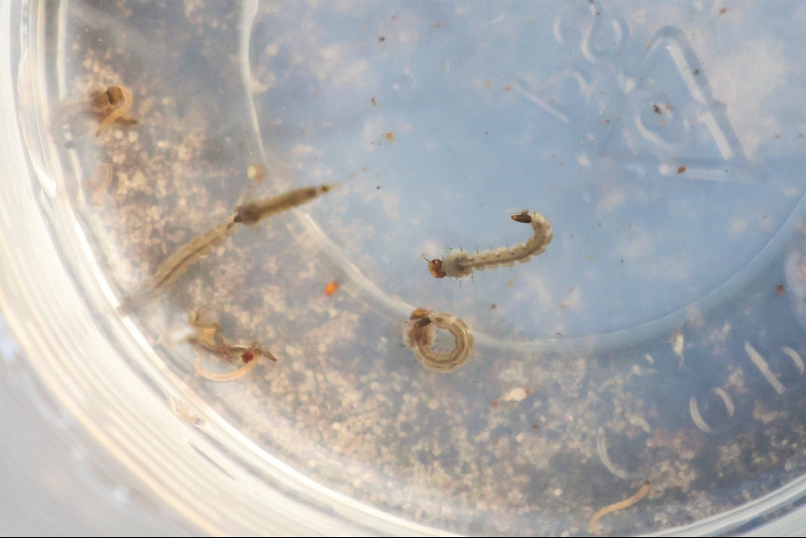 SES Alerta para Risco de Arboviroses em MS com Base no LIRAa de 2026